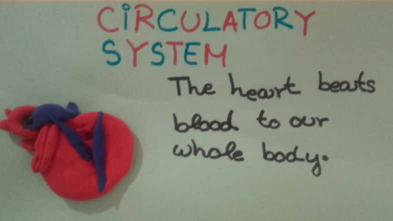 CIRCULATORY SYSTEM